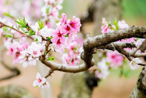 形容桃花花开时的句子 描写春天的桃花的优美句子